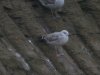 Caspian Gull at Barling Rubbish Tip (Steve Arlow) (92195 bytes)